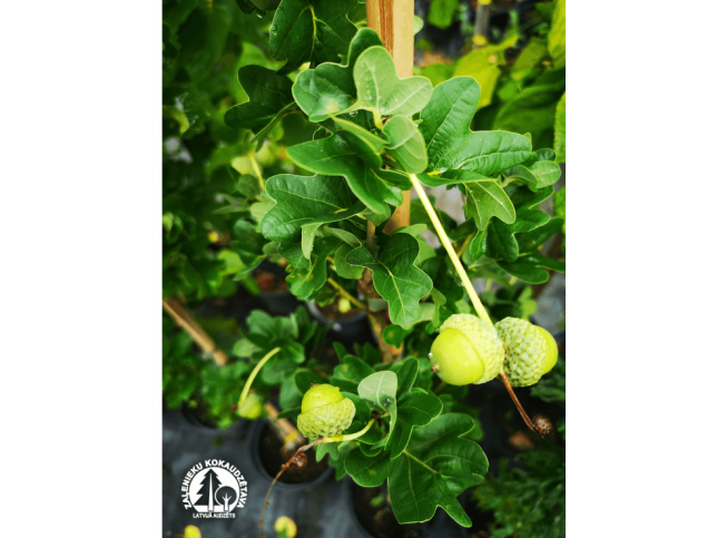 Quercus robur   'Cristata'